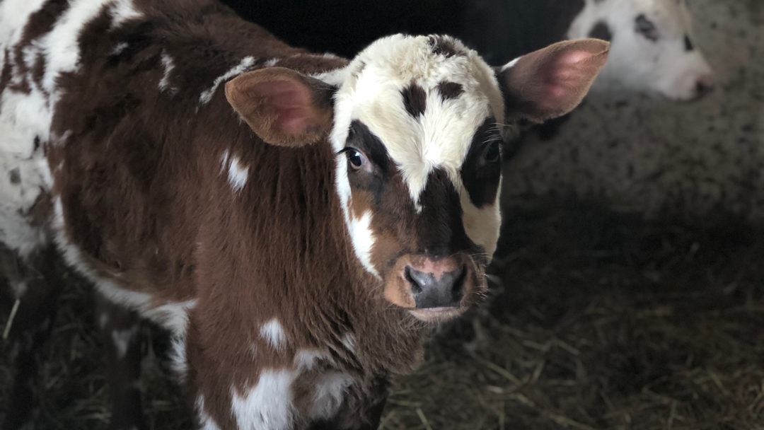 Local Stories: Calf + Clover Creamery