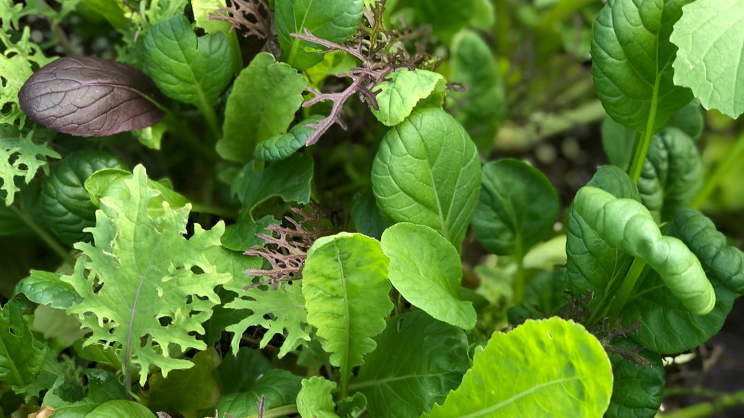Local Stories: Gilbertie’s Herb Gardens