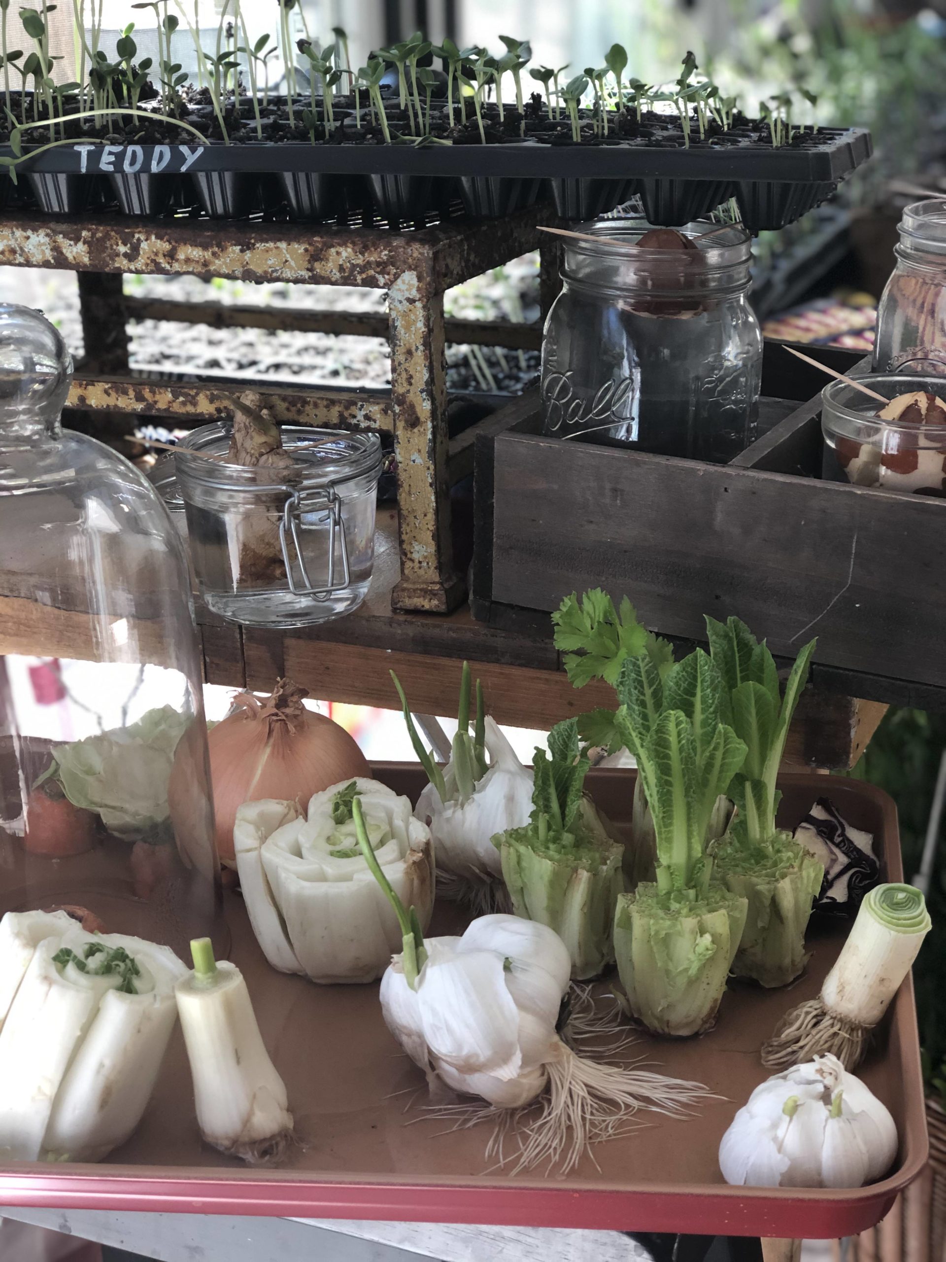 Re-Grow Your Greens!