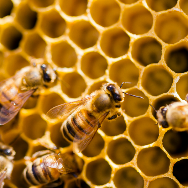 Beekeeping Cafe & Juice Bar